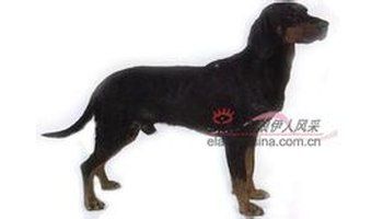 南斯拉夫山地猎犬