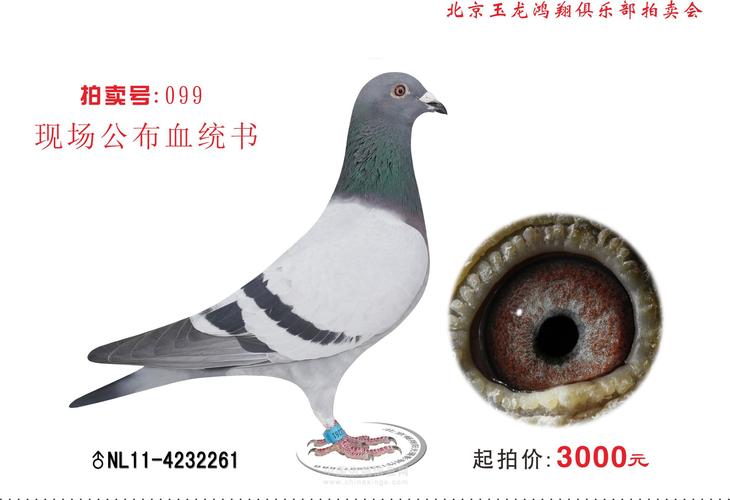 玉龙鸿翔:gps中长成绩鸽拍卖会 简介七