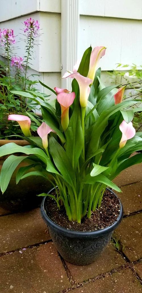 盆栽马蹄莲养护指南,用块茎可以轻松繁殖新植株|叶子_网易订阅