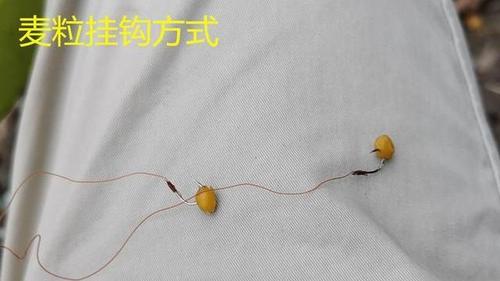 制作一款简单的麦粒饵,配以适当的挂钩方法,轻松实现小中钓大