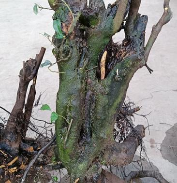 [金弹子树桩批发]金弹子下山桩.品种桩价格200.00元