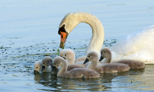 6.4天鹅妈妈带着7只宝宝(三只白的四只灰的).
