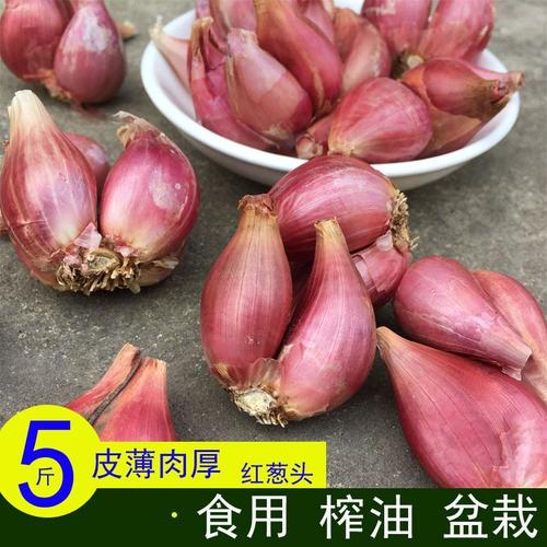 四川新鲜红葱头种子盆栽蔬菜种干小葱头黄葱头种火葱香葱头