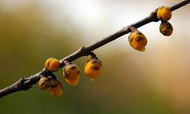 采桑子·咏春雨