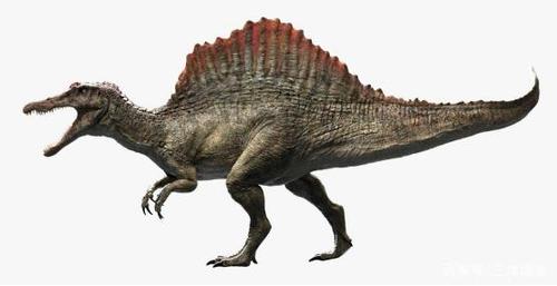 棘龙的身份再次成谜,它的尾巴像一面船帆,可能是水生