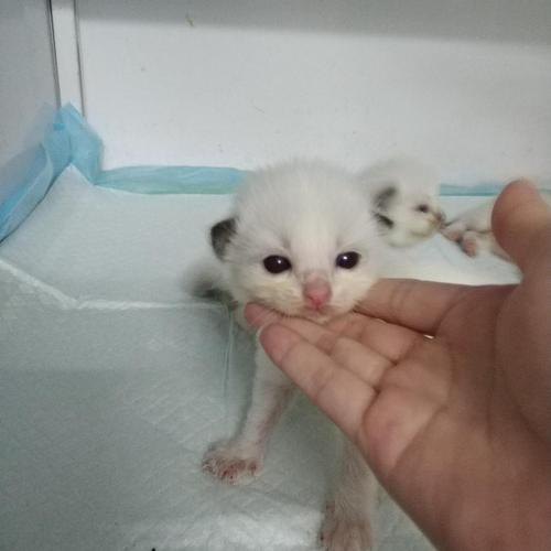 家养布偶猫幼崽预订
