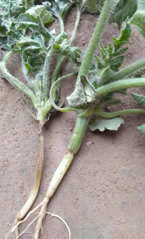 西瓜死棵—-茎基腐病