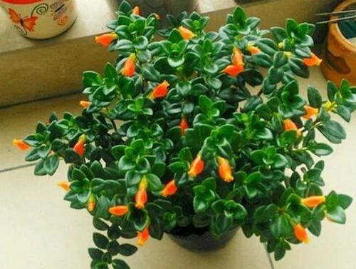 金鱼吊兰夏季也能开爆盆,掌握正确方法,叶子油绿挂满"