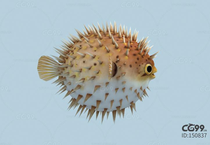 河豚鱼 刺豚 河鲀 鱼类 硬骨鱼纲 鲀形目 鲀科 卡通河豚鱼
