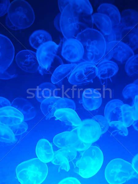 several translucent jellyfishes floating in the deep blue sea