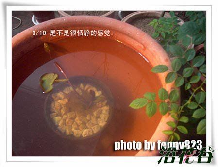 睡莲根茎种植图解