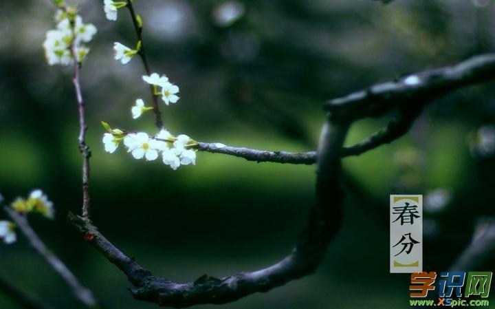2017春分设计素材图片 节气春分图片素材 春分图片设计