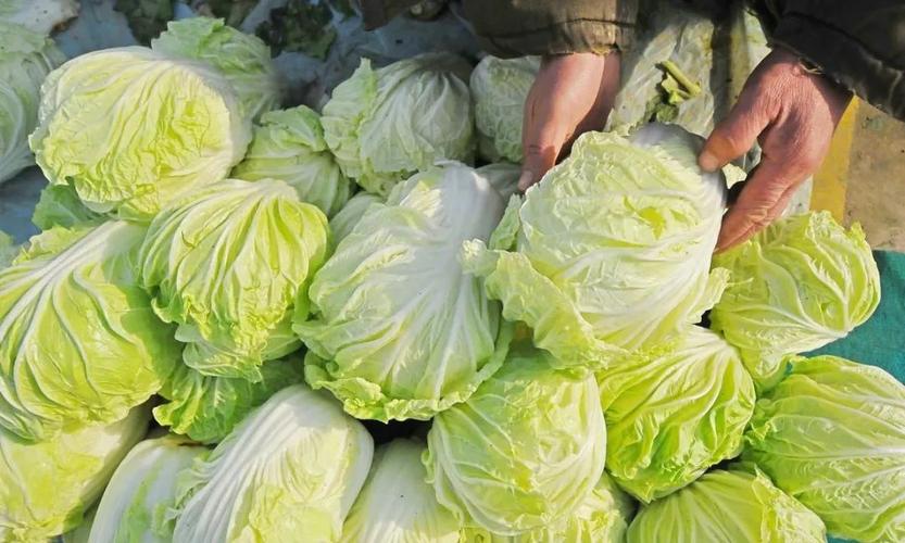 还吃白菜的北京人,春天吃大白菜要留意,你知道上面的黑点是什么吗?