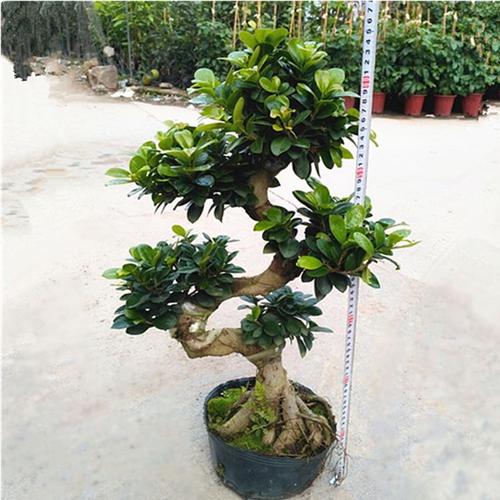 大型小叶榕树 s造型榕树盆景盆栽 绿植室外庭院阳台观茎植物包邮_7折