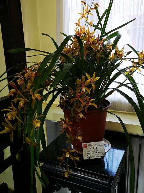 日本兰