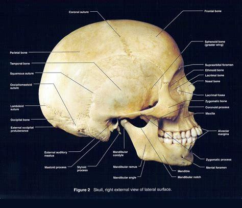 颅骨侧面观