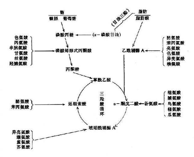 氨基酸的一般代谢_《生物化学与分子生物学》在线阅读