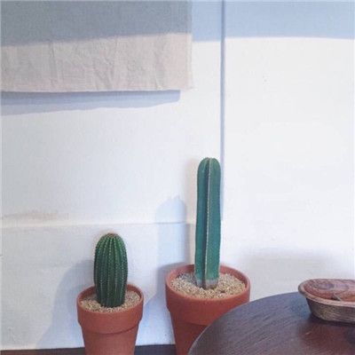 用仙人掌做微信头像图片大全