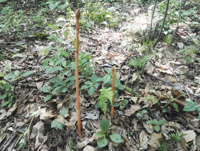 野生"天麻",越来越稀少