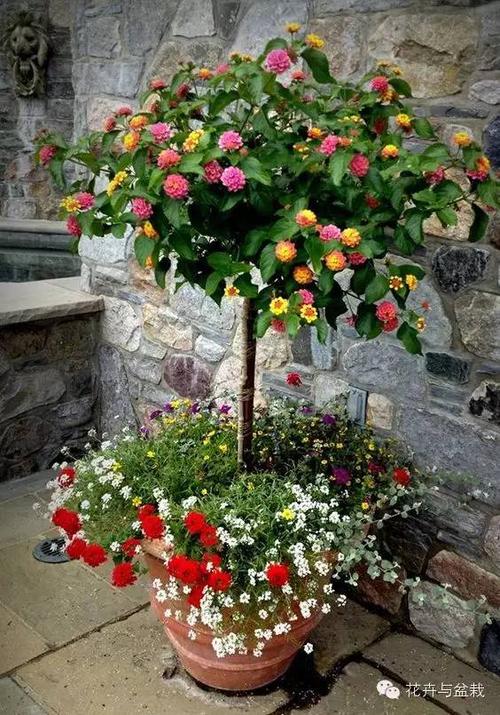 马缨丹(五色梅)的介绍和养护