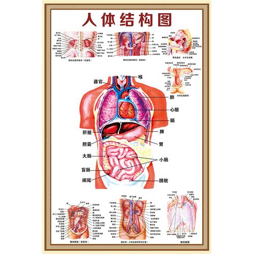 结构图人体解剖内脏器官系统示意图医学写真
