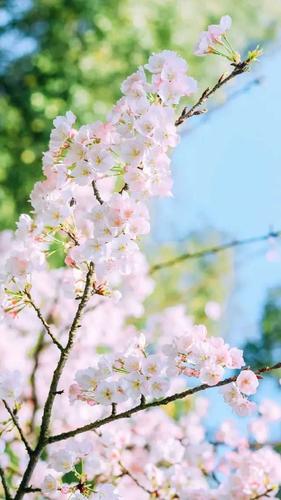 求一些粉色的全是桃花的壁纸?