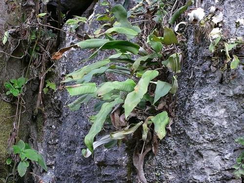 一草一木都是宝 水龙科植物光石苇