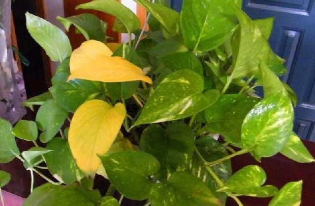 绿萝黄叶怎么办什么原因