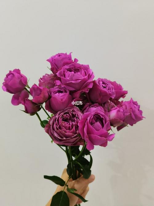 丁香泡泡玫瑰_紫色系_家居家装_家居装饰