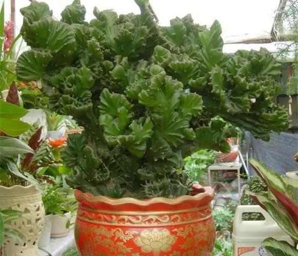 镇宅盆栽"玉麒麟",做好4点长的旺又快,威武霸气"