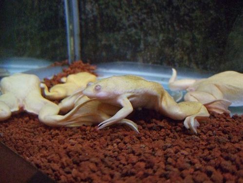 白色蛙,你见过未?