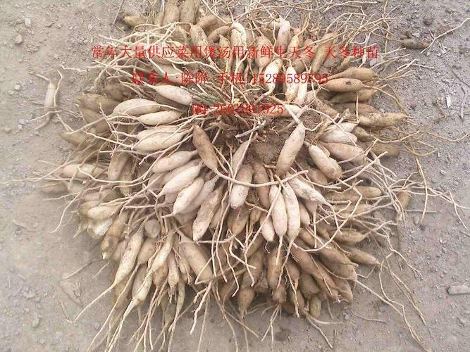 供应广西玉林新鲜广东煲汤用生天冬 大当门根 天门冬