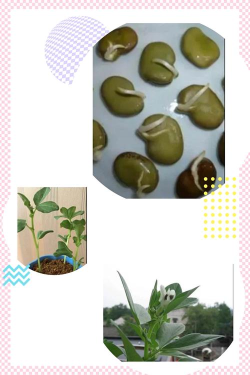 等待种子破土而出,悉心照顾幼苗成长,细心观察记录植物每一天的变化