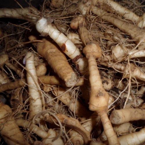 饭桌上不常见的野菜,吃过的人是少数,农村人才认识!