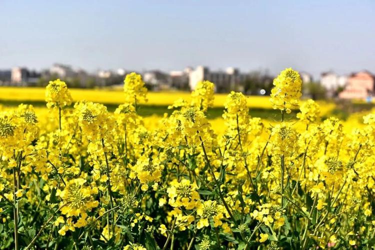 巢湖的油菜花,开了!