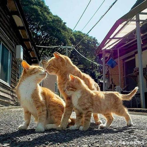 猫咪之间的问候也就是互相蹭蹭亲亲依偎在一起,超幸福