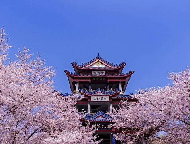 无锡鼋头渚樱花季