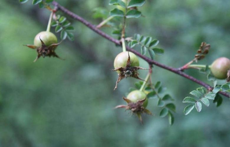 展开全部 这叫峨嵋蔷薇    是峨嵋蔷薇的果实