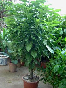 平安树盆栽元宝树大型绿植室内盆栽植物花卉客厅办公室盆景