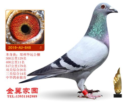 中华鸽业