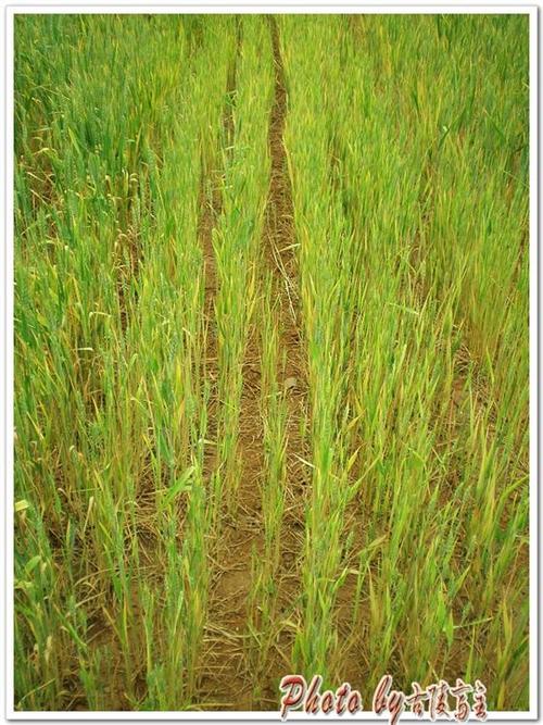 野田禾苗半枯焦 河南豫西小麦旱情灾情写真