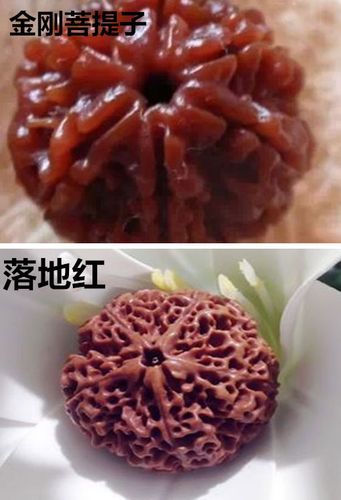 请问专家这是落地红还是金刚菩提?