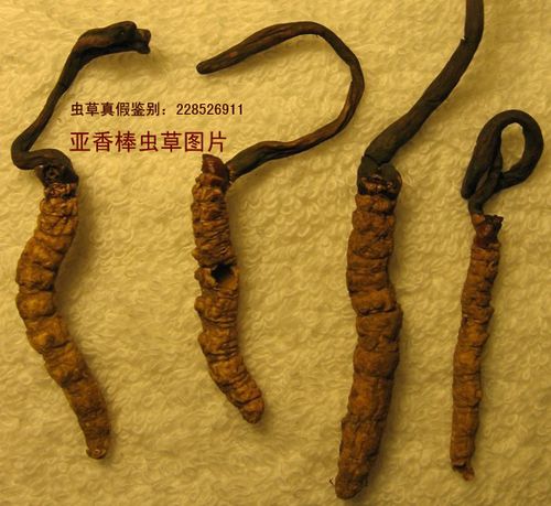亚香棒虫草鉴别实例