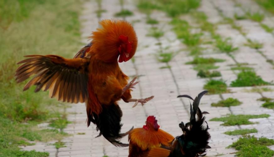 为什么大公鸡在吃了蜈蚣之后,不仅不会中毒,反而更加凶猛?