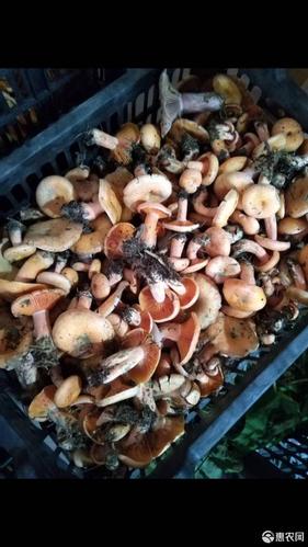 [松树菌批发]松树菌 新鲜货,纯天然,无污染,口感香甜