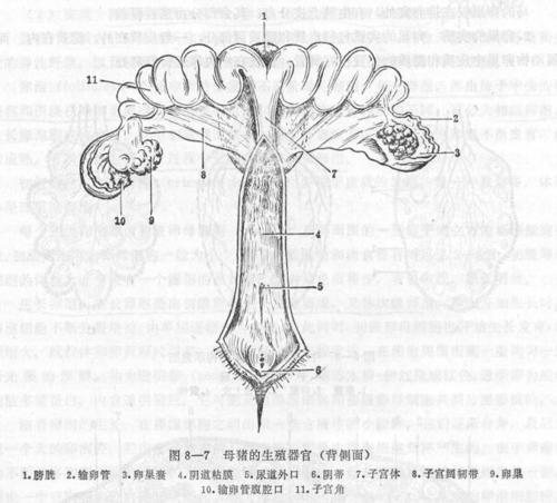 图文详解母猪的卵巢和子宫的奥秘,没有更全的!