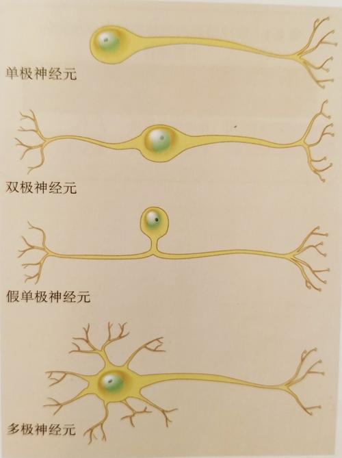 神经元之间的连接不是随意的,它是神经元传递信息的特异性通路功能性