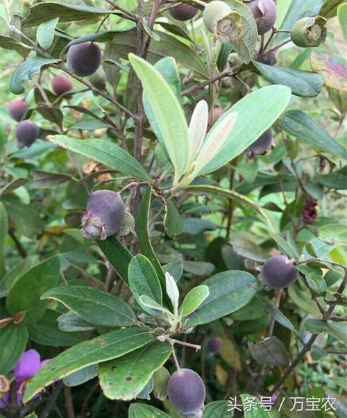 百福美食 - 农村大山里的果子在北方可以卖40块一斤