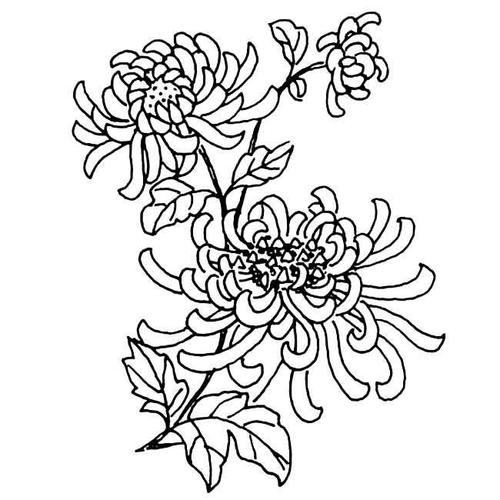 菊花的简笔画法