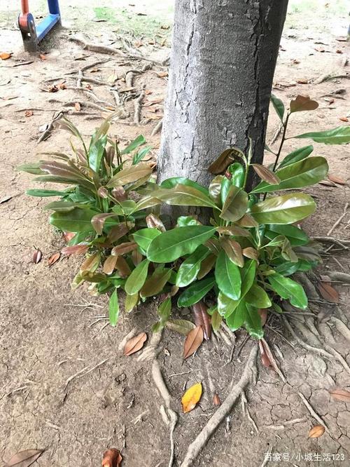 广玉兰根部幼芽.